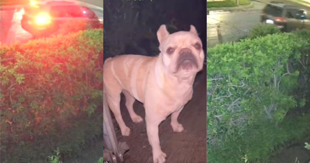 dog dumped on a street