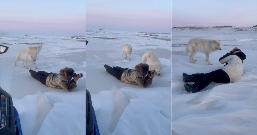 wolves near a photographer