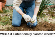 Landlord Proved Her HOA’s Lawn And Garden Notice Was Bogus, So She Considered Replanting Her Garden With Ugly Protected Species They Couldn’t Touch