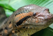 Unlike Most Animals That Grew To Massive Sizes Millions Of Years Ago, The Anaconda Has Been Able To Maintain Its Hugeness The Entire Time