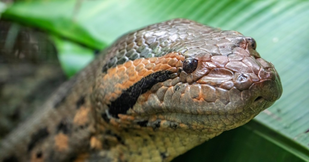 Close up of an anaconda head