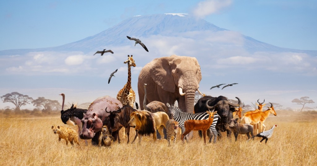 Land animals
