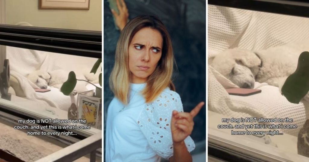 Naughty dog on couch