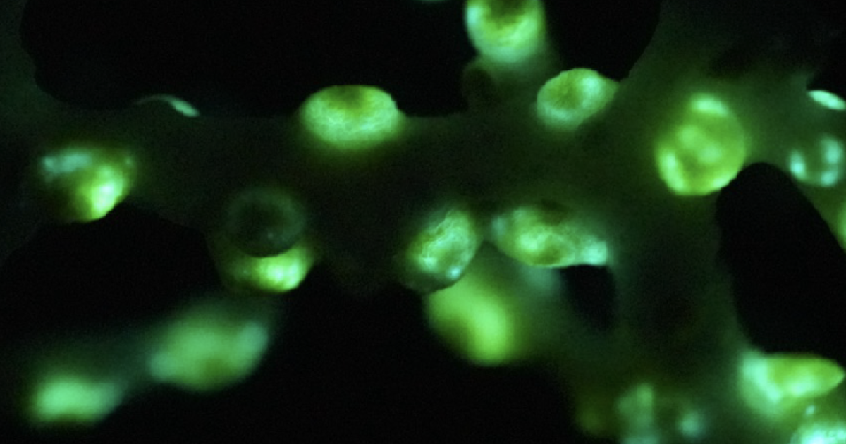 The coral glowing green