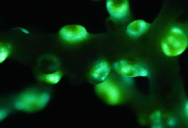 Scientists Have Discovered This Peculiar Coral That Glows Green, And It Does So For A Very Specific Reason