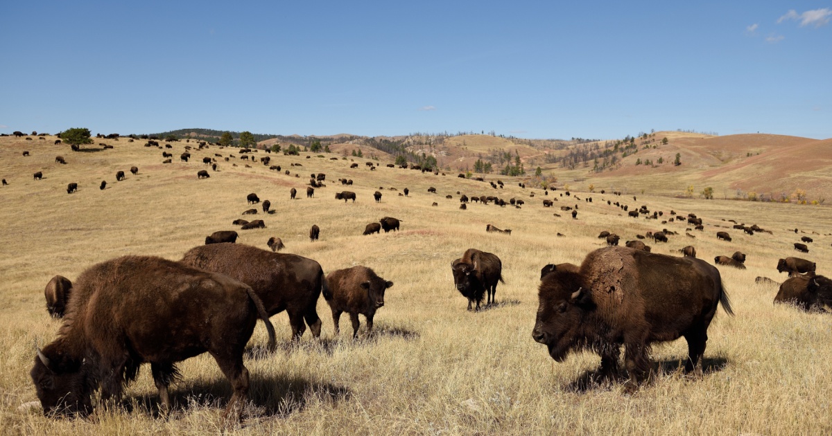 Herd of bison