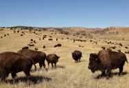What’s The Difference Between Buffalo vs. Bison, And Where Do They Come From?