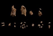 How A Mysterious Foot Fossil Pieced Together A Vital Part Of Hominin History