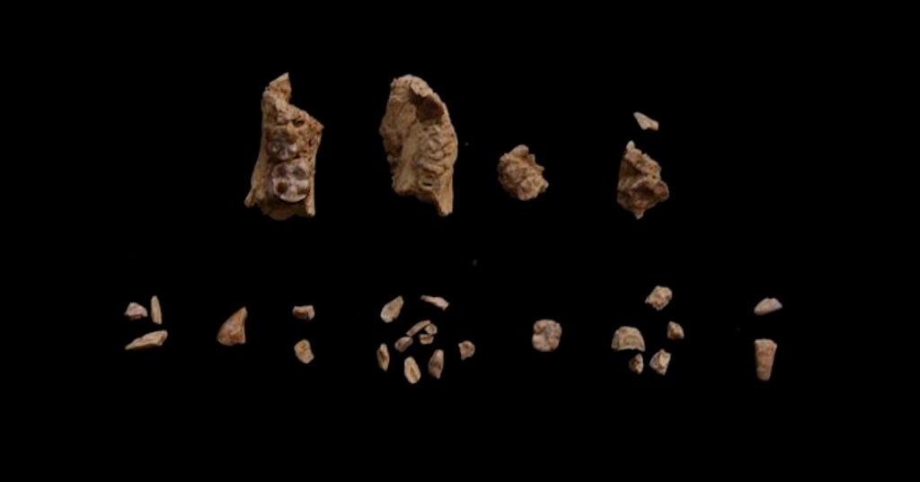 Fragments of bones discovered at the site