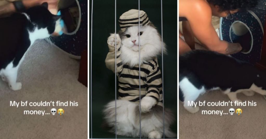 Cat in jail
