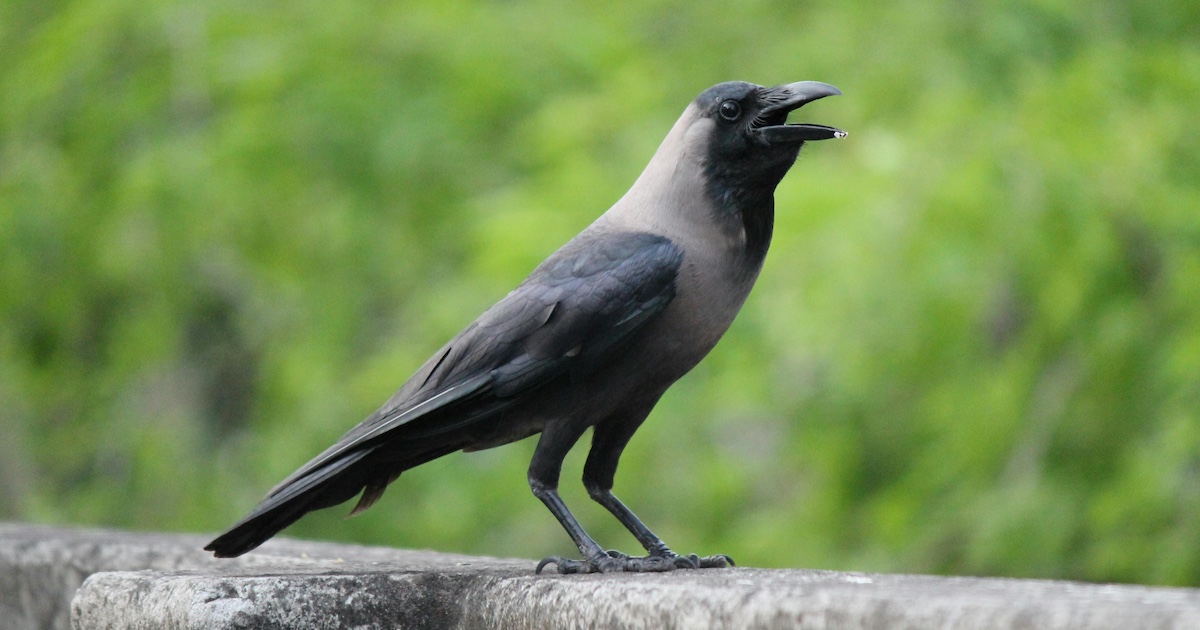 Study Shows Exactly Why You Should Think Twice Before You Double Cross A Crow A crow on a ledge