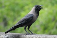 Study Shows Exactly Why You Should Think Twice Before You Double Cross A Crow