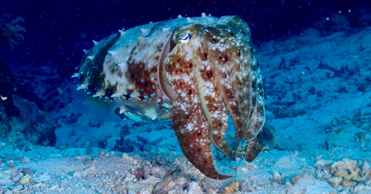 Meet The Cuttlefish: Perhaps The Most Impressively Adapted Sea Creature Of Them All