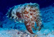 Meet The Cuttlefish: Perhaps The Most Impressively Adapted Sea Creature Of Them All