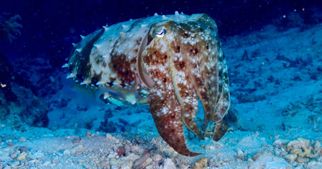 A cuttlefish in the ocean