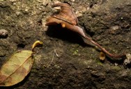 The Genus Of Spiders Known As Poltys Have Some Of The Most Remarkable Camouflage In The Animal Kingdom, Blending In With Their Surroundings Almost Perfectly