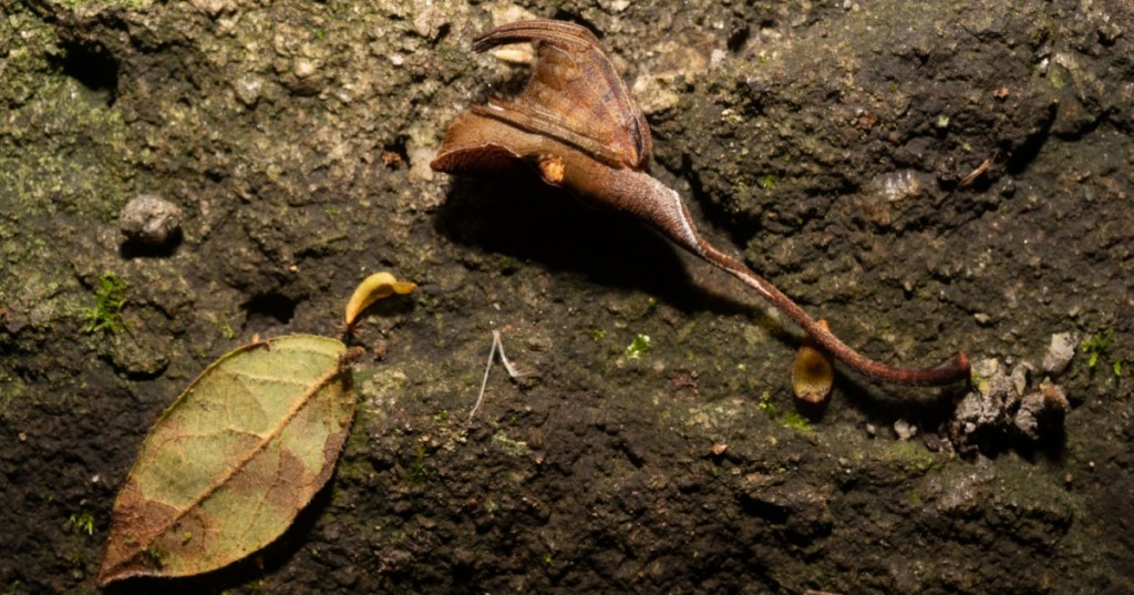 Dead Leaf Spider