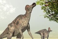 New Study Reveals The First Known Four-Legged Animal To Eat Plants Lived 307-Million Years Ago, Much Earlier Than Previously Thought