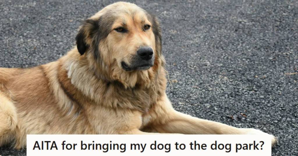 Large Anatolian Shepherd mix laying on the concrete