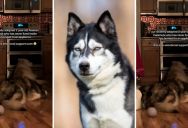 After Adopting A Rescue Dog, It Bonded With Their Kitchen Oven Of All Things, Leading To This Heartwarming Video