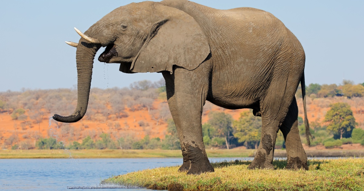 Elephant 1 As Elephants Evolved To Live Entirely On Land, Their Feet Developed A Sixth Toe That Causes Them To Walk Like They Are Wearing High Heels