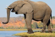 As Elephants Evolved To Live Entirely On Land, Their Feet Developed A Sixth ‘Toe’ That Causes Them To Walk Like They Are Wearing High Heels