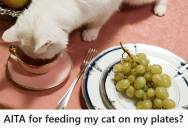Cat Owner Has Been Feeding Her Pet On Regular Dinner Plates For Five Years, So When Guests Brought Their Own Dishes And Called It Disgusting, She Told Them To Leave And Cut Contact