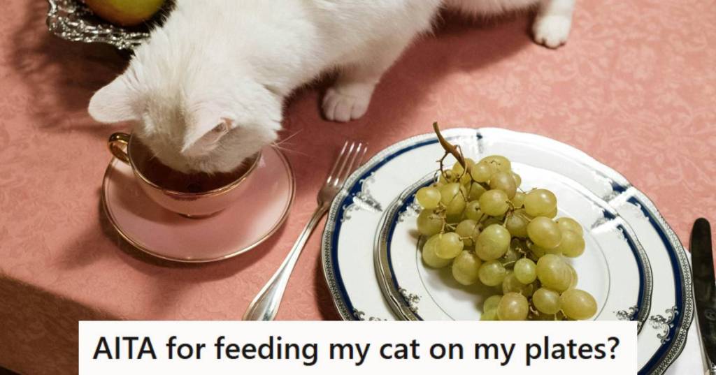 White cat eating out of human dishes on top of the dining table