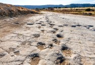 New Theory Suggests That Massive Dinosaur Footprints Were Responsible For The Pits Where As Many As 18 Smaller Dinosaur Fossils Were Found Stacked On Top Of Each Other