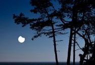 Extraordinary Claim That Trees May Be Able To Sense A Solar Eclipse Has Finally Been Shown To Be Untrue In New Study