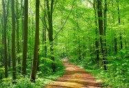 You Can Find Every Color Of The Rainbow Out In Nature, But Why Are Some Colors Far More Common Than Others, And What Makes Violet The Rarest Of Them All?