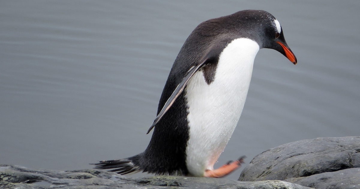 An adult gentoo penguin