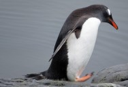 Gentoo Penguins Have A Courtship Ritual Where Males Give Females The Most Perfect Pebble As A Proposal