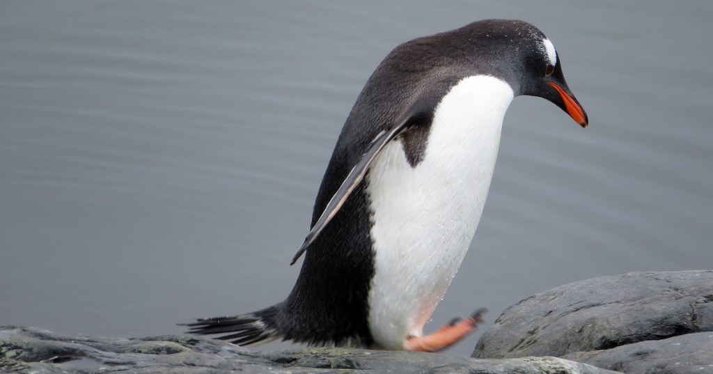An adult gentoo penguin