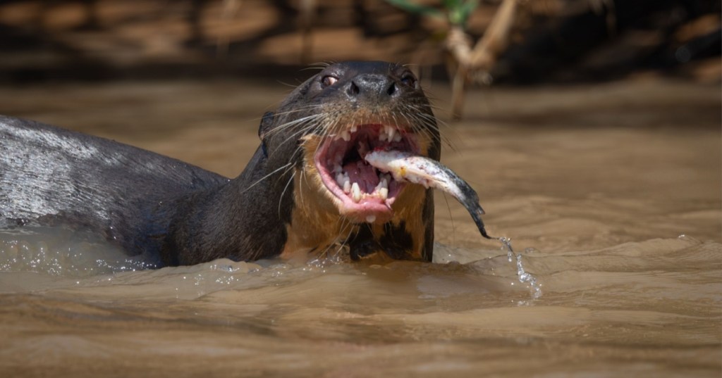 Giant Otter eating a fish