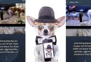 When You Leave Your Dogs Out While You Aren’t Home, You Never Know What They Will Do