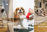 When A Dog Gets Hurt It Can Be Debilitating, But After The Vet Fixes Them Up They Can Bounce Back To Normal Like Nothing Ever Happened