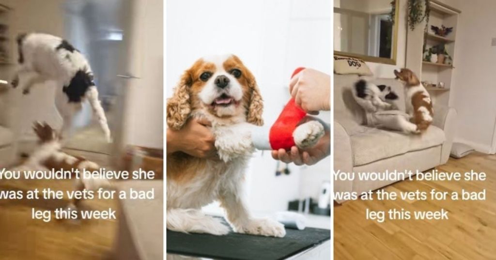 Dog with injured leg