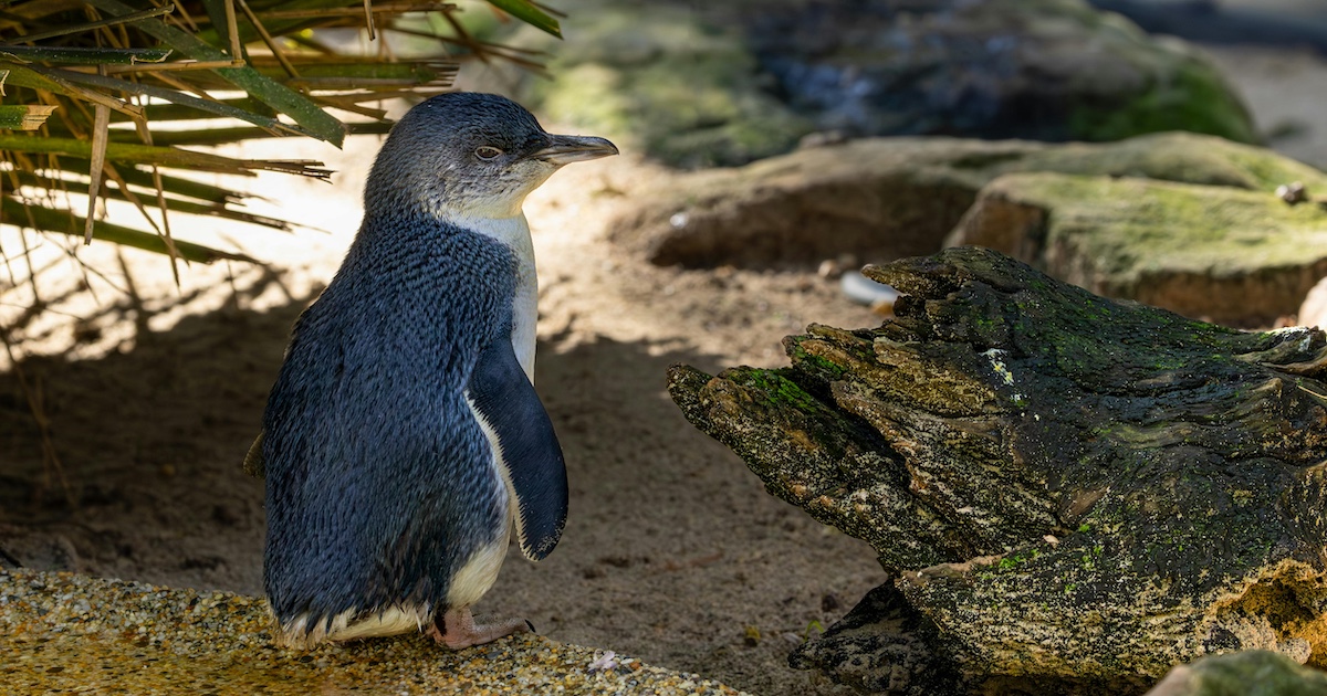 In Cincinnati Zoos Roo Valley, Little Blue Penguin Lazzie Is Celebrating A Very Special Milestone A Little Blue Penguin