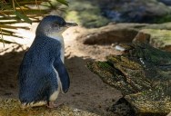 In Cincinnati Zoo’s Roo Valley, Little Blue Penguin Lazzie Is Celebrating A Very Special Milestone