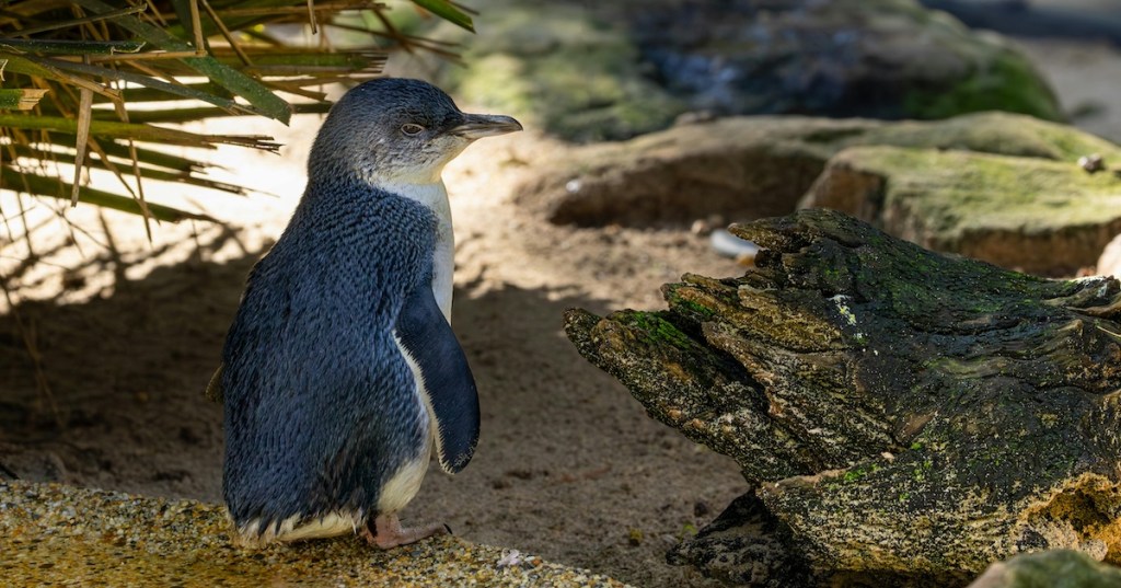 A Little Blue Penguin