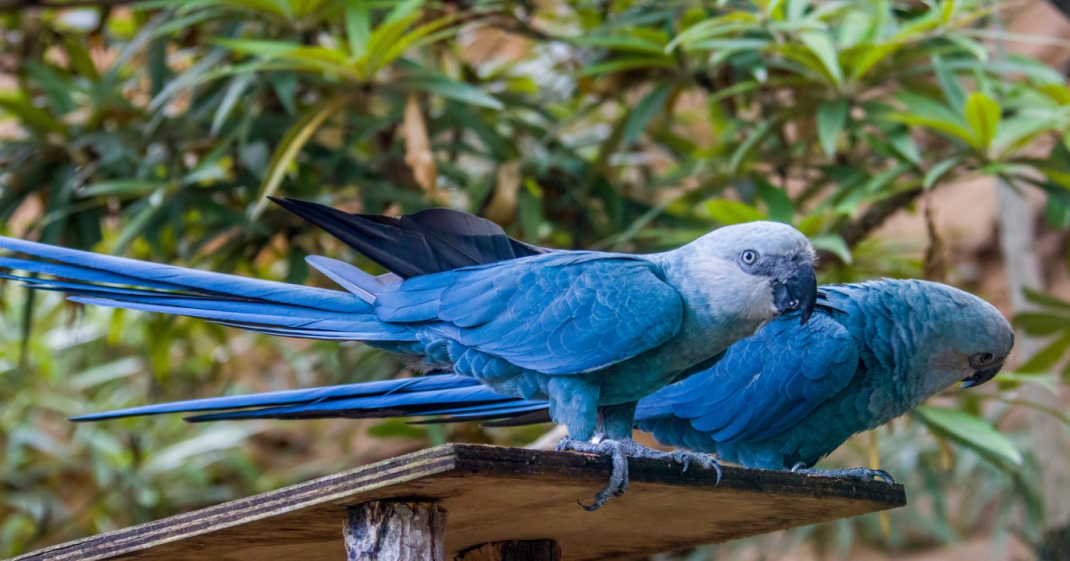 Curated visual reference: Visual Reference: Virus Has Been Detected In 1 Of The Spix Macaws