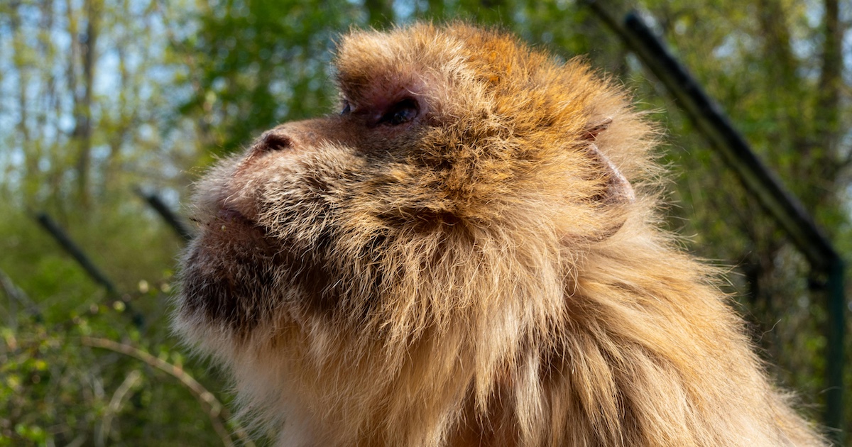 A close-up of a monkey