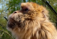 Wealthy Ancient Romans Kept Some Unusual Exotic Pets, But The Reverence They Had For Them Hasn’t Been Known Until Now