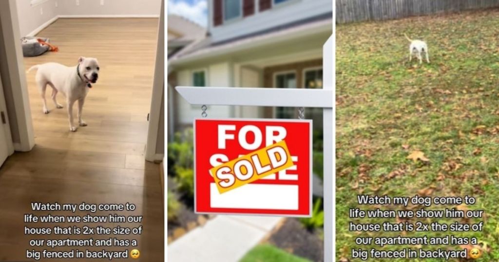 Happy dog at new house