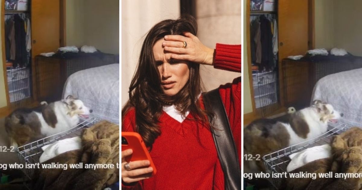 Watch as my senior dog makes an adorable attempt to jump on the guest bed, despite limitations. Sad older dog