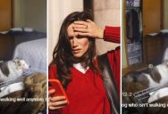 ‘Watch as my senior dog makes an adorable attempt to jump on the guest bed, despite limitations.’