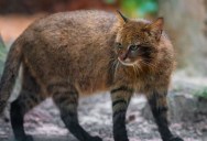 The Pampas Cat Is Native To South America, And While It May Be Smaller Than Most House Cats, It Can Be Fierce (But Also Cute)