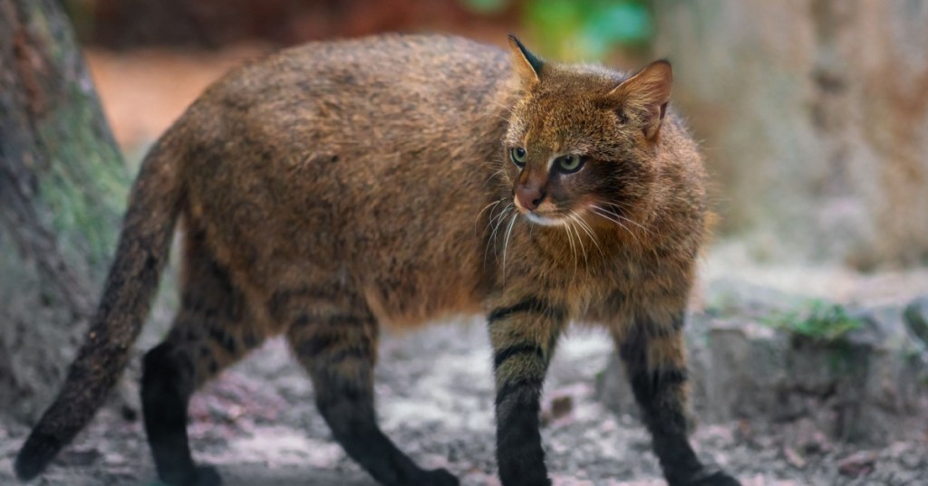 Wild pampas cat