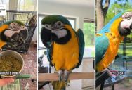 A Parrot’s Beak Keeps Growing Throughout Its Life, And Whinny The Parrot Is Going Viral For Its Extraordinary One